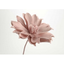 Fleur Pana H80 rose